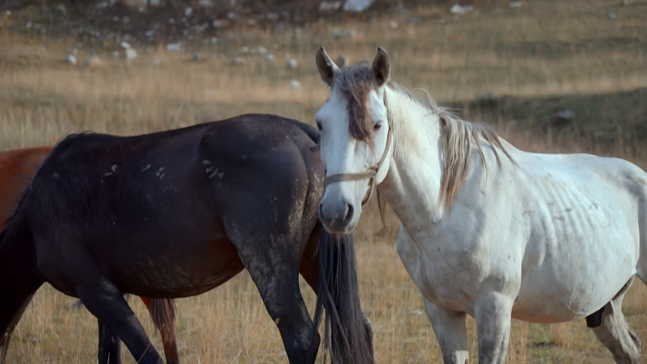 Cavalos em um campo