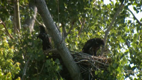 Zwei-Weißkopfseeadlerküken-(Haliaeetus-Leucocephalus)-Im-Nest-In