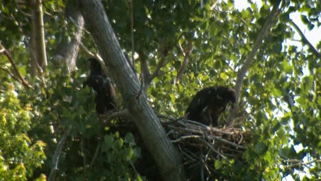 dos polluelos de águila calva (haliaeetus leucocephalus) en el nido