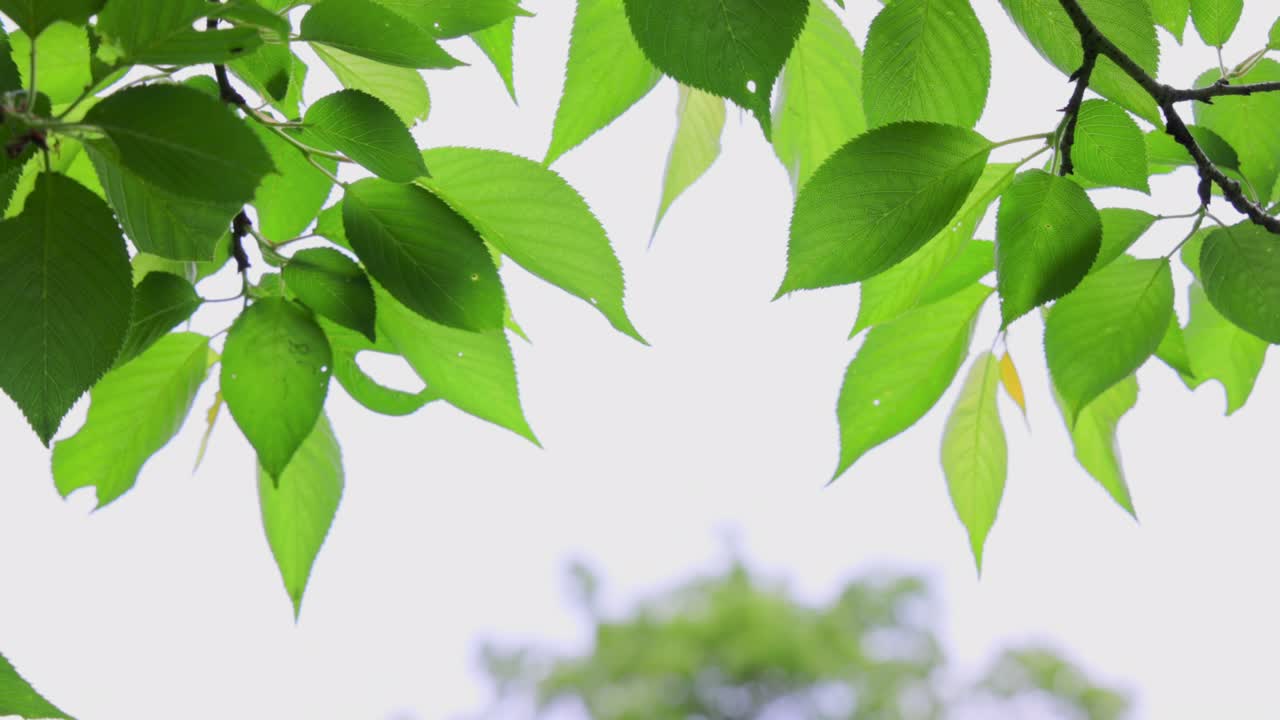 밝은 초록색의 봄 식물