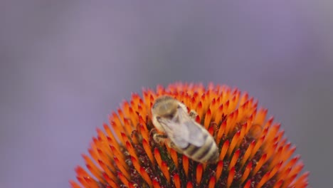 macro de una abeja silvestre bebiendo néctar y despegando en vuelo desde la cabeza de una coneflower naranja sobre un fondo púrpura borroso