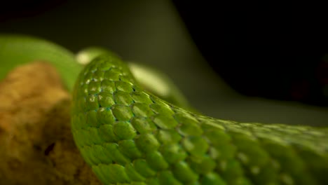 close-up of a green snake's scales