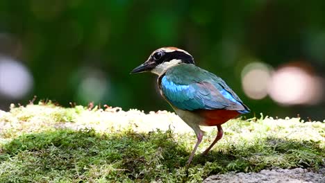 one of the most wanted pittas and listed as a vulnerable species