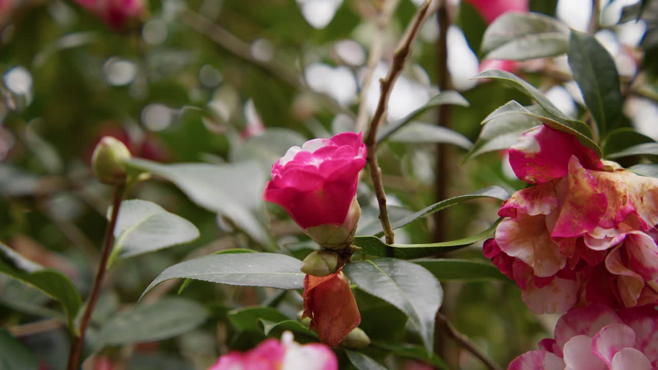 Una camelia vibrante in piena fioritura con petali morbidi e ricchi dettagli. Catturata in slow motion 4K, questa ripresa mostra l'eleganza della natura e la bellezza botanica