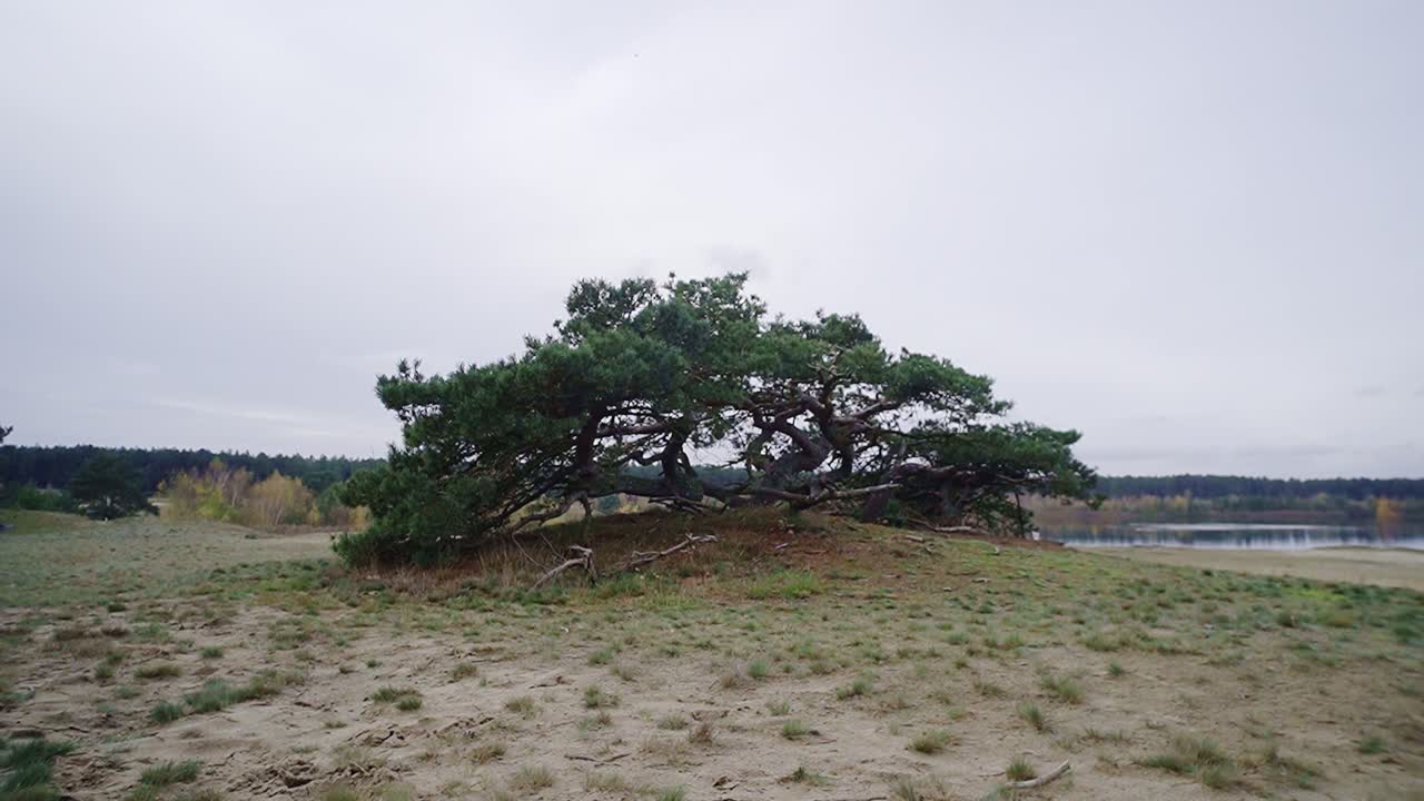 타임 라프스 경치 풍경 구름이 많은 풍경 중간에 나무가 있고 배경에는 호수가 있는 모래 지역