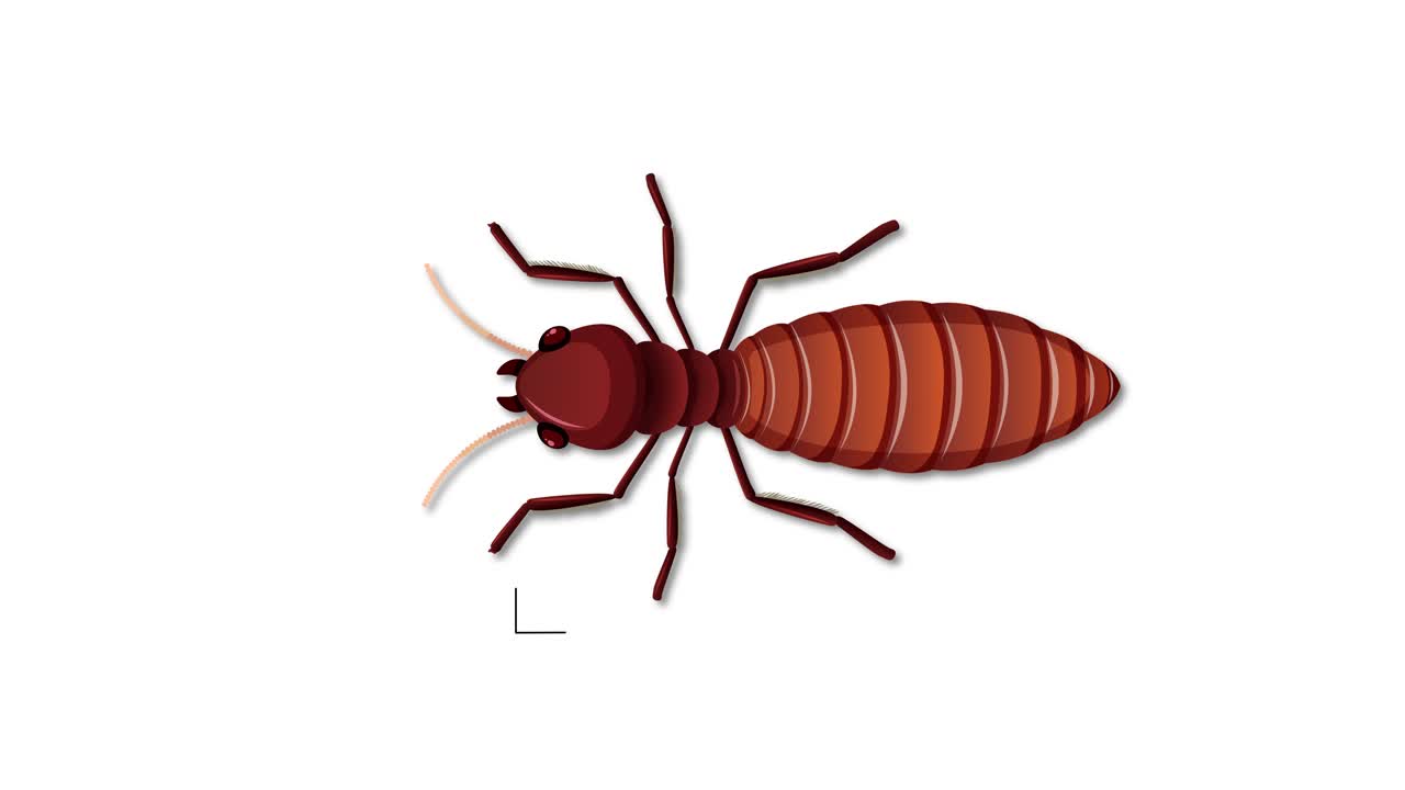 desglose detallado de las partes del cuerpo de las termitas