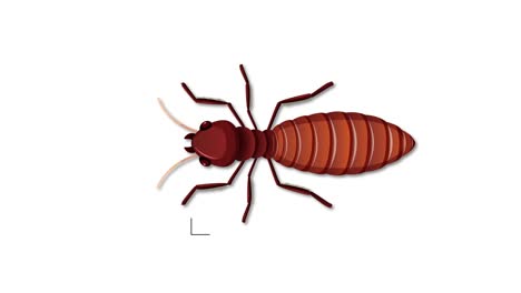 desglose detallado de las partes del cuerpo de las termitas