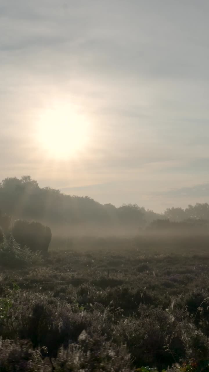 el amanecer brumoso sobre el páramo