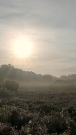 el amanecer brumoso sobre el páramo