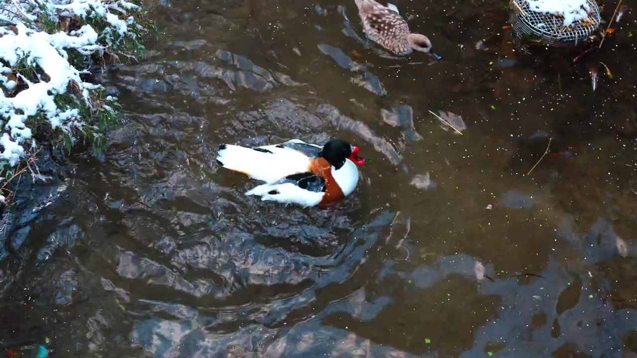Common shelduck splashing in water during winter season. Waterfowl flapping wings and moving in a stream surrounded by snow and mud. High angle action shot.