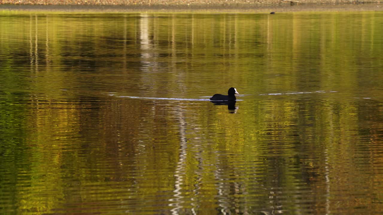 검은 머리와 몸을 가진 미국 물닭과 노란 단풍을 반사하는 호수에서 수영하는 흰색 법안