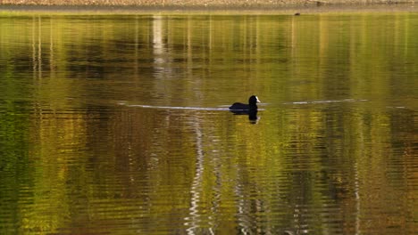 focha americana con la cabeza y el cuerpo negros y un pico blanco nadando en el lago que refleja el follaje amarillo
