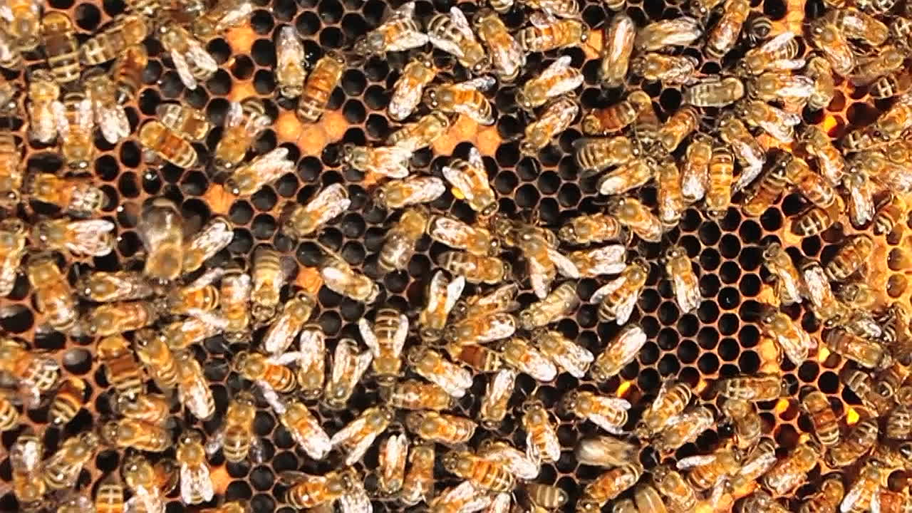 꿀벌은 온통 기어 다니며 벌집에서 일합니다.