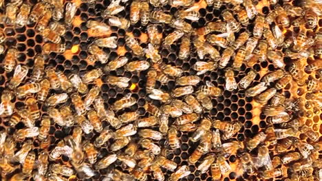 honey bees crawl all over and work on their honeycomb