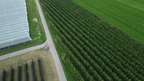 aerial view of a fruit orchard and greenhouses