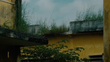 Grass-grows-in-abandoned-building