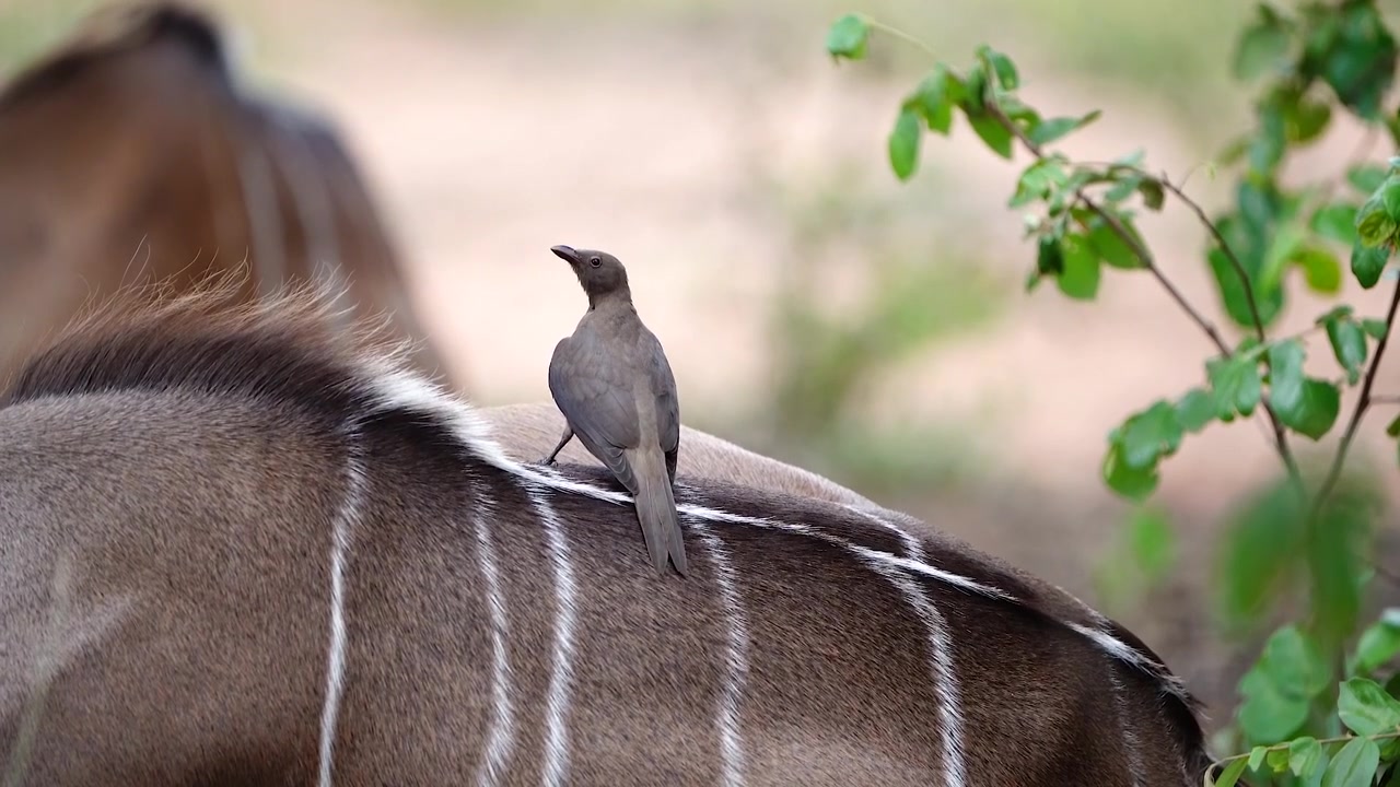Medium closeup of a juvenile Red-billed Oxpecker perched on a kudu's back, Greater Kruger.