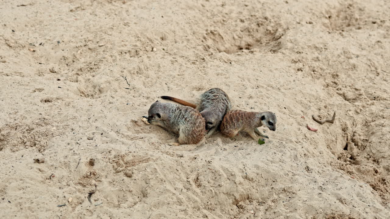 Little meerkats running on the sand in the zoo. Meerkats running and playing while running around the enclosure