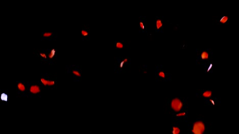 rose petals falling