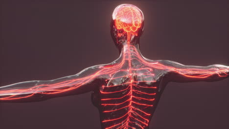 Anatomía-Del-Cerebro-Humano-Para-El-Concepto-Médico