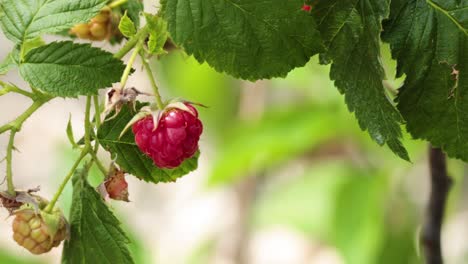 close-up of raspberries on a plant