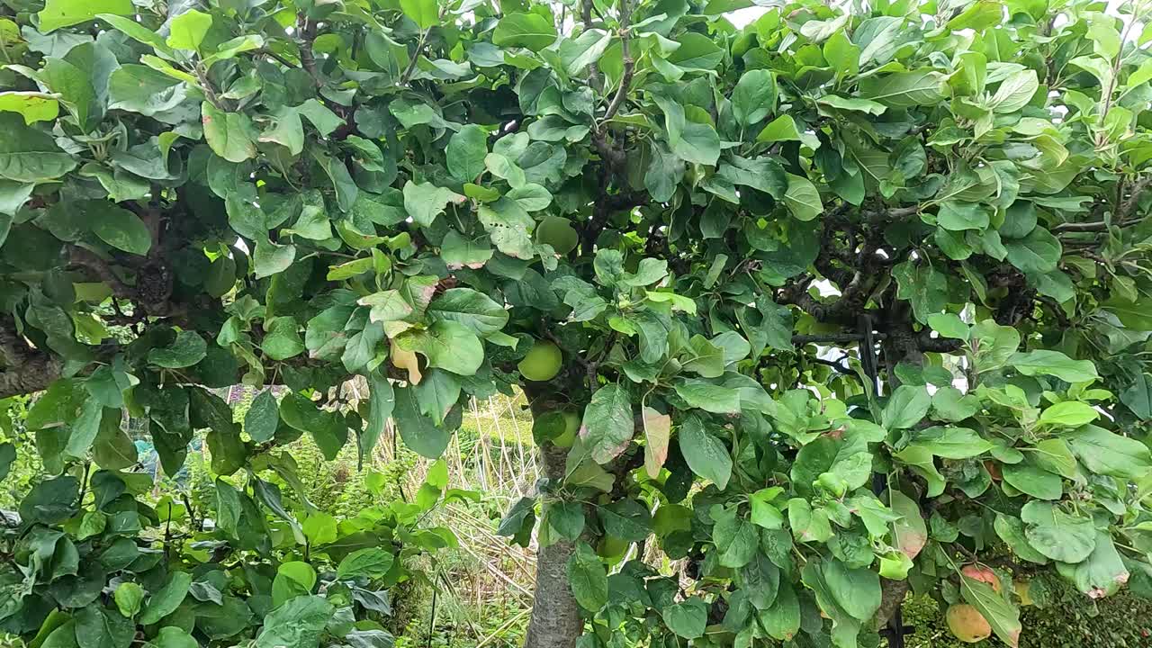 árbol de manzana en un parque