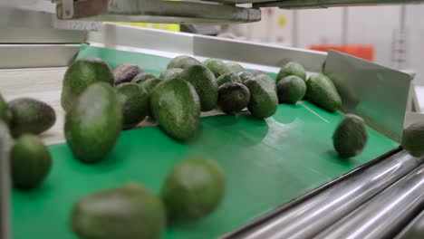 avocados rolling on a packinghouse in tancitaro