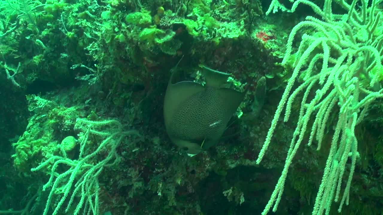 серая рыба-ангел со шрамом