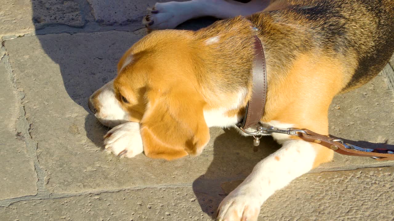 거리에서 뜨거운 바닥에 누워있는 개