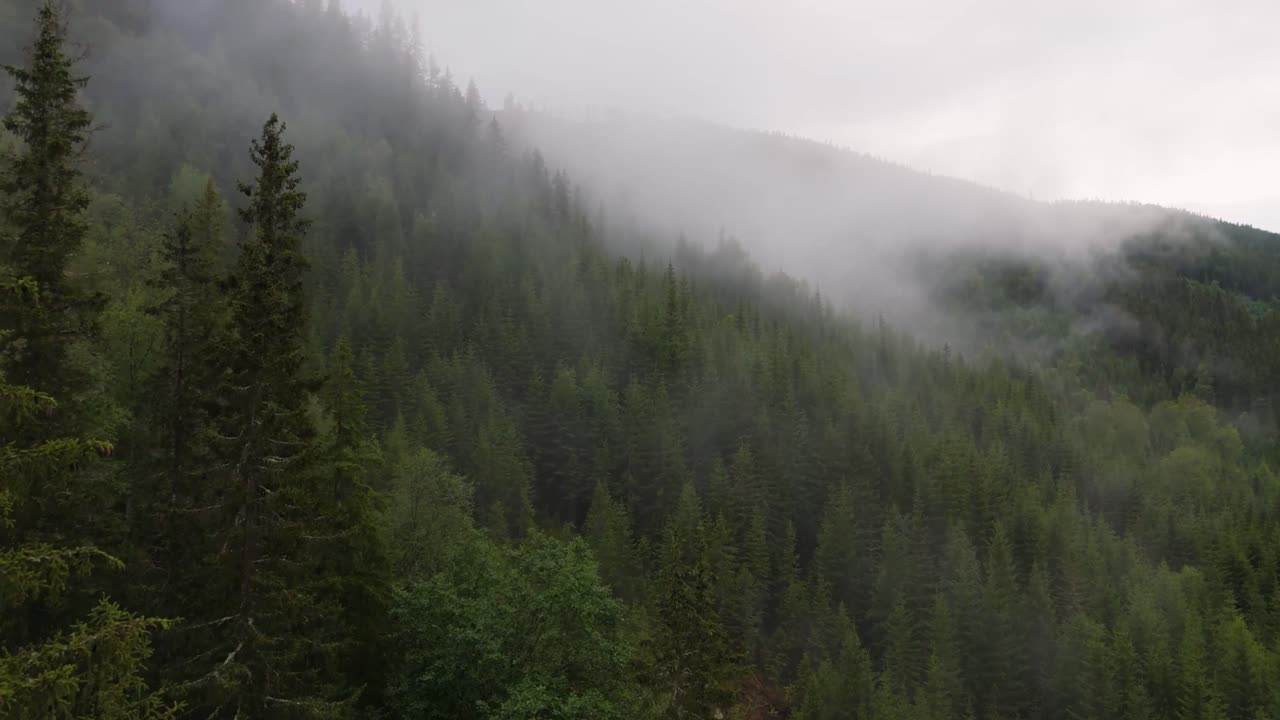 воздушный вид раннего утреннего тумана, движущегося над зеленым хвойным лесом на склоне холма