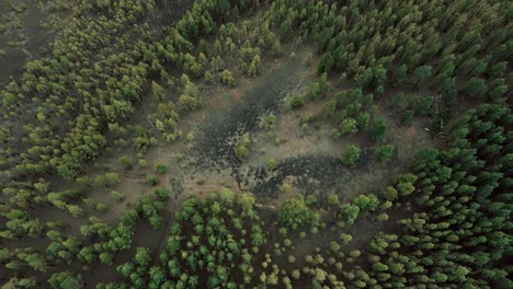 Beautiful-Tilt-Down-Revealing-Shot-of-Appealing-Green-Trees-located-in-Tenerife-Spain,-Marsh-in-Middle