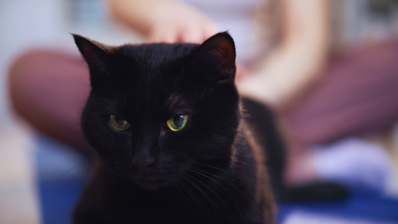Woman Pets Cat, Closeup Of Woman And Black Cat Bonding, Tender Moment Between Woman And Black Cat With Green Eyes, Woman Lovingly Holds Her Black Cat While Softly Massaging During Bonding Time