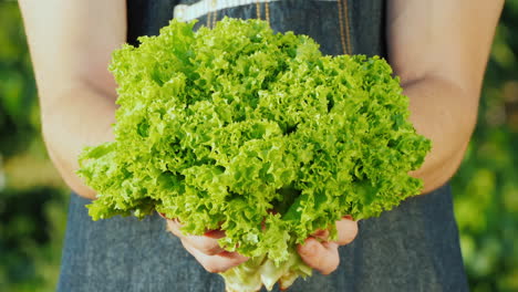 Young-Farmer-Holding-A-Bunch-Of-Green-Fresh-Lettuce-In-His-Hands