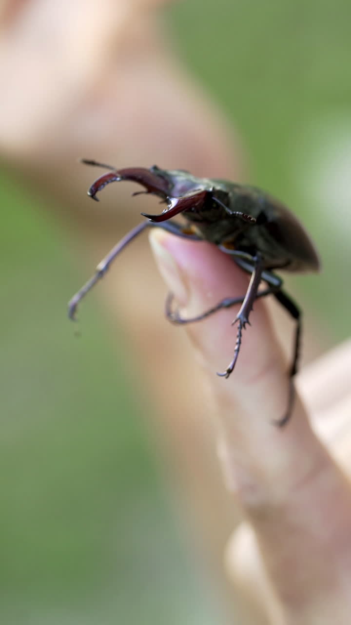 Male stag beetle (Lucanus cervus). Stag beetle on a hand. Vertical video