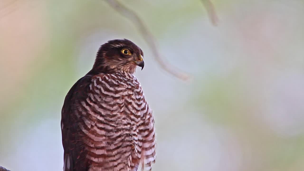 A Sparrowhawk portrait (Accipiter nisus) perches near its nest on a pine tree in the Mediterranean woodland