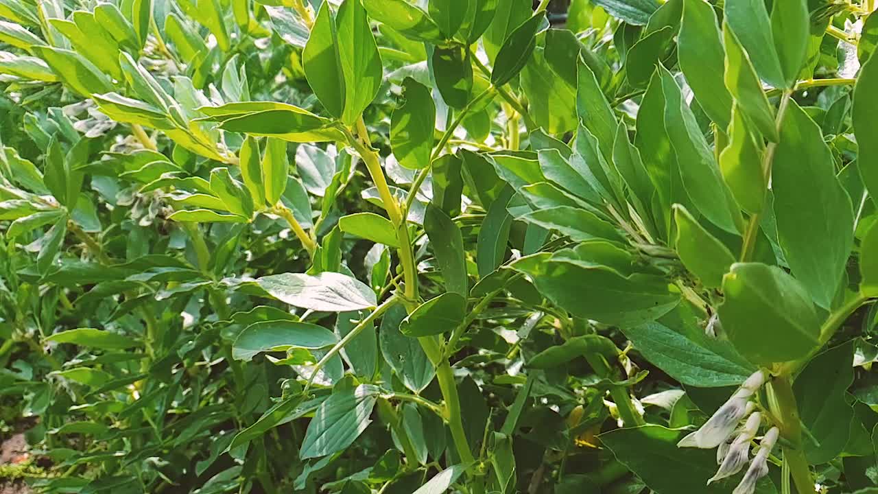 regar la huerta. riego de plantas de habas
