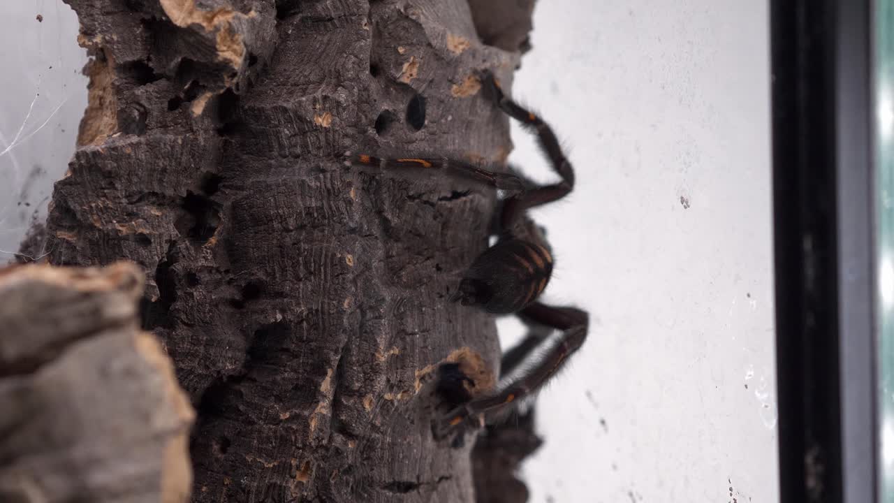 ragno tarantola camminare via sulla corteccia in terrario panorama liscio