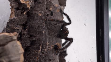 Araña-Tarántula-Se-Aleja-Sobre-La-Corteza-En-Un-Panorama-Suave-Del-Terrario