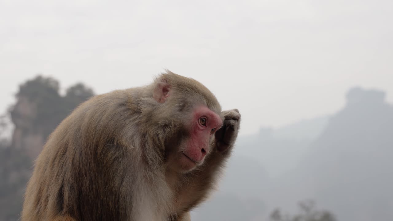 A Tibetan macaque (Macaca thibetana) vocalizes with a wide-open mouth against the hazy, mountainous landscape of Zhangjiajie, China.
