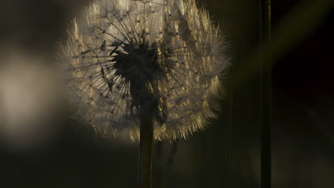 dandelion seed head in sunlight