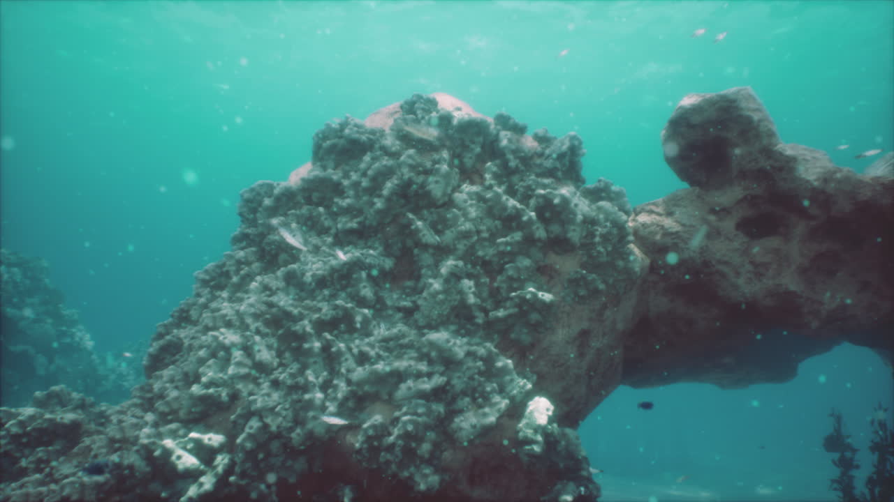 explorando un vibrante arrecife de coral bajo el mar