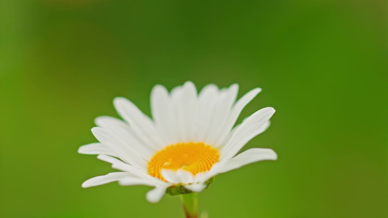 Close-up of a White Daisy Flower Against a Green Background
