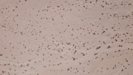 this top-down drone shot offers a unique perspective of the sparse, hardy shrubs dotting the desert landscape near joshua tree national park, revealing the patterns of the arid ecosystem