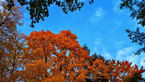 camera tilts from clear blue sky down through vibrant autumn trees with colorful foliage