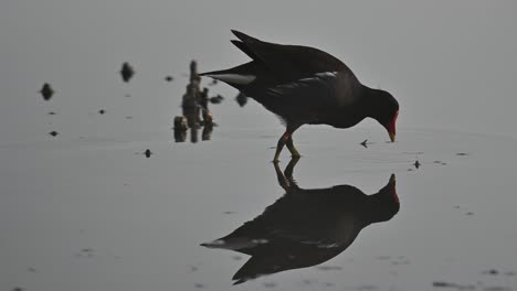 polla de agua de aves migratorias vagando en el agua sucia del pantano para comer