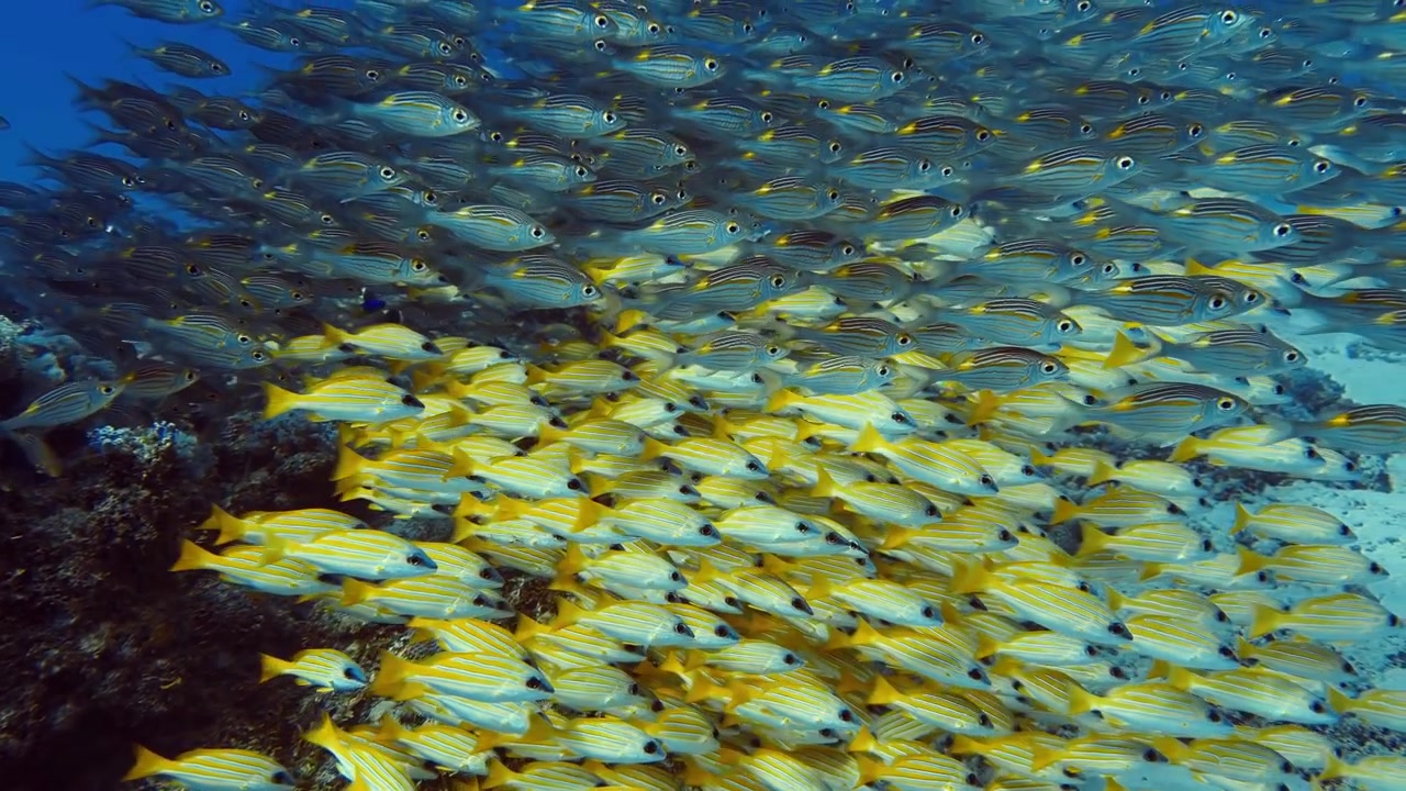 Grandi banchi di pesci tropicali si muovono nelle acque di Mauritius, creando vivaci motivi sottomarini ideali per temi di fauna marina, viaggi, natura ed ecosistemi oceanici.