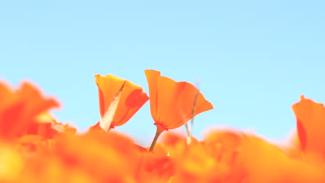 Golden-Poppies-blowing-in-the-wind