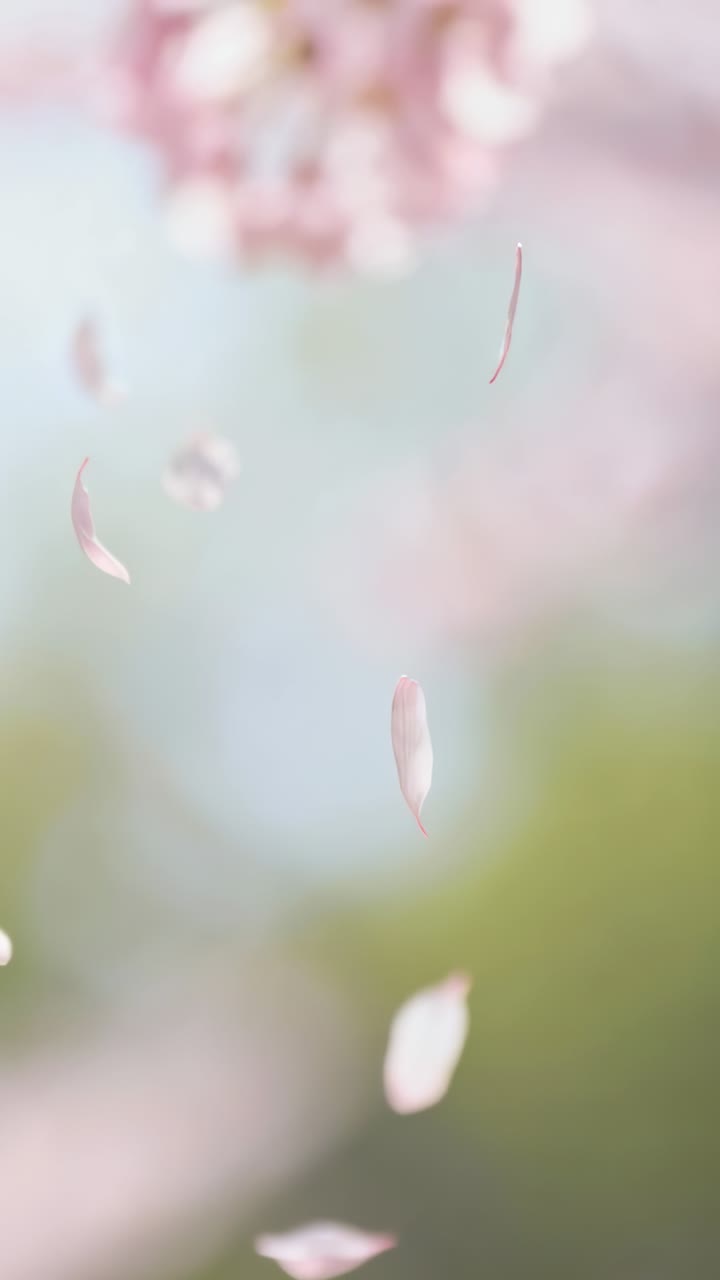 Video verticale: petali rosa che fluttuano, si staccano e cadono sotto un ciliegio nella brezza, con un grappolo in alto.