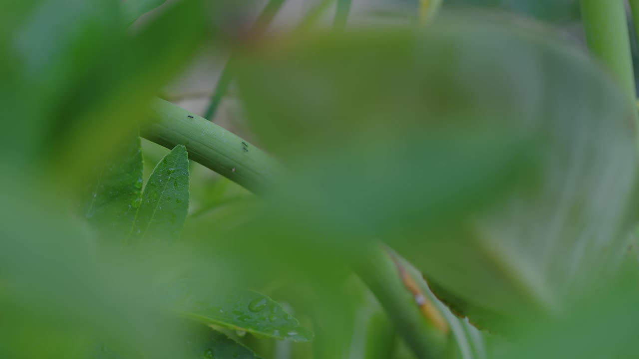 Close-up macro view of ants crawling along a green plant stem surrounded by leaves