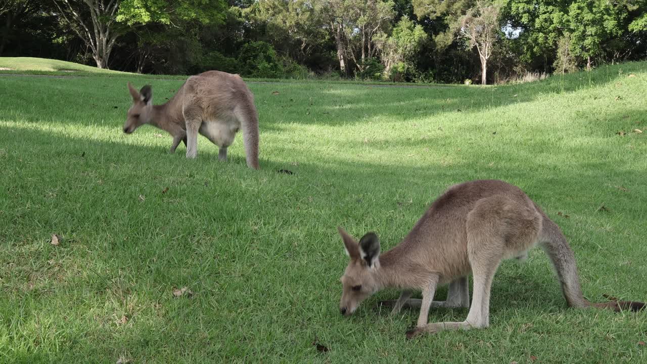 un canguro alimentándose de hierba en un parque soleado